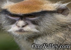 Patas Monkey in Africa